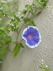 あさがおが咲きました✨